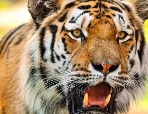 a32b82519dbf07255e0d04a37b66f9eb.png 截屏2022-03-14 下午3.39.41.png