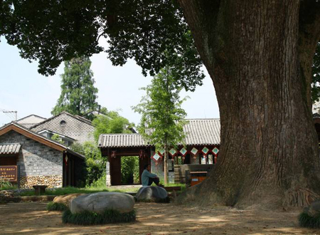 为什么家里不栽梧桐树