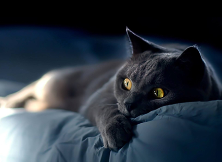 养玄猫有什么禁忌