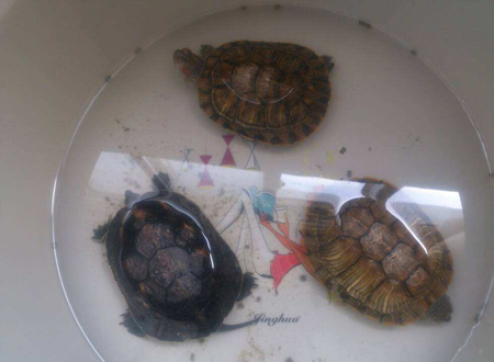 养三只龟的风水禁忌