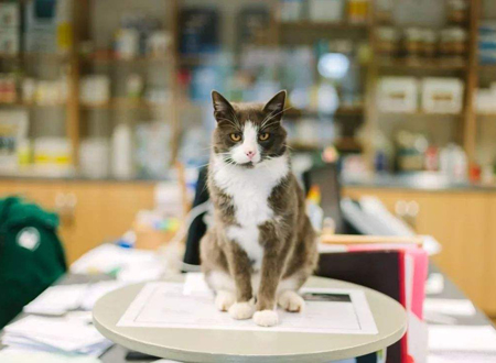 养猫的诡异禁忌