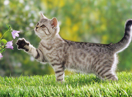 猫不请自来的兆头