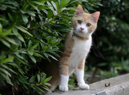 猫跟着你走是福气吗
