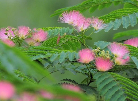 种合欢树的忌讳